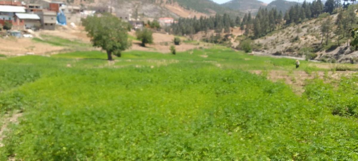 KETAMA ketama - Housity