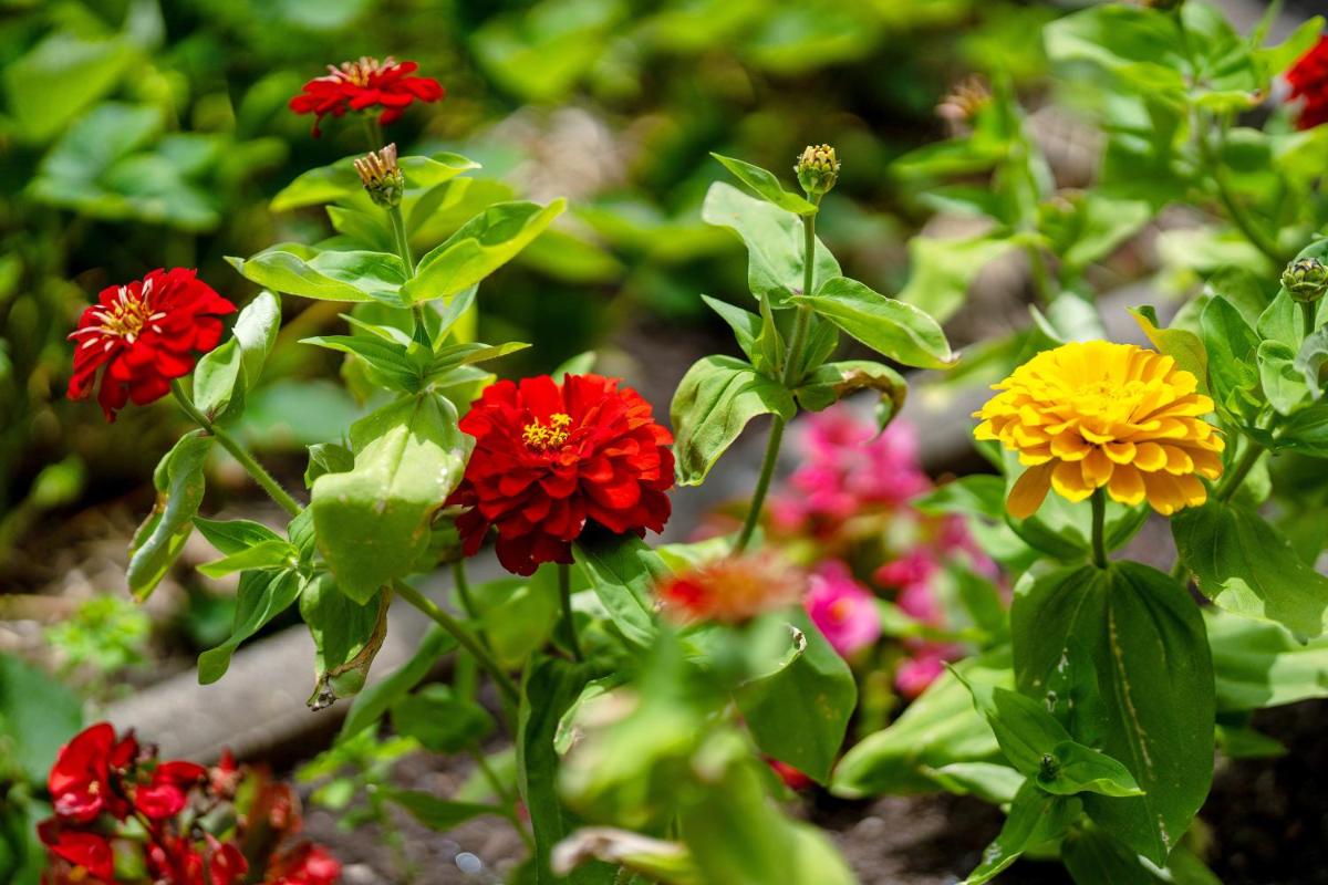 Villa Stumpf - Housity