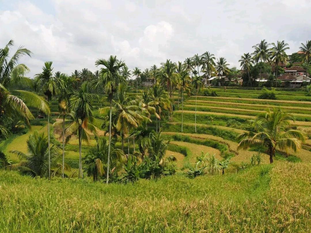 Tereng Wilis bungalows - Housity