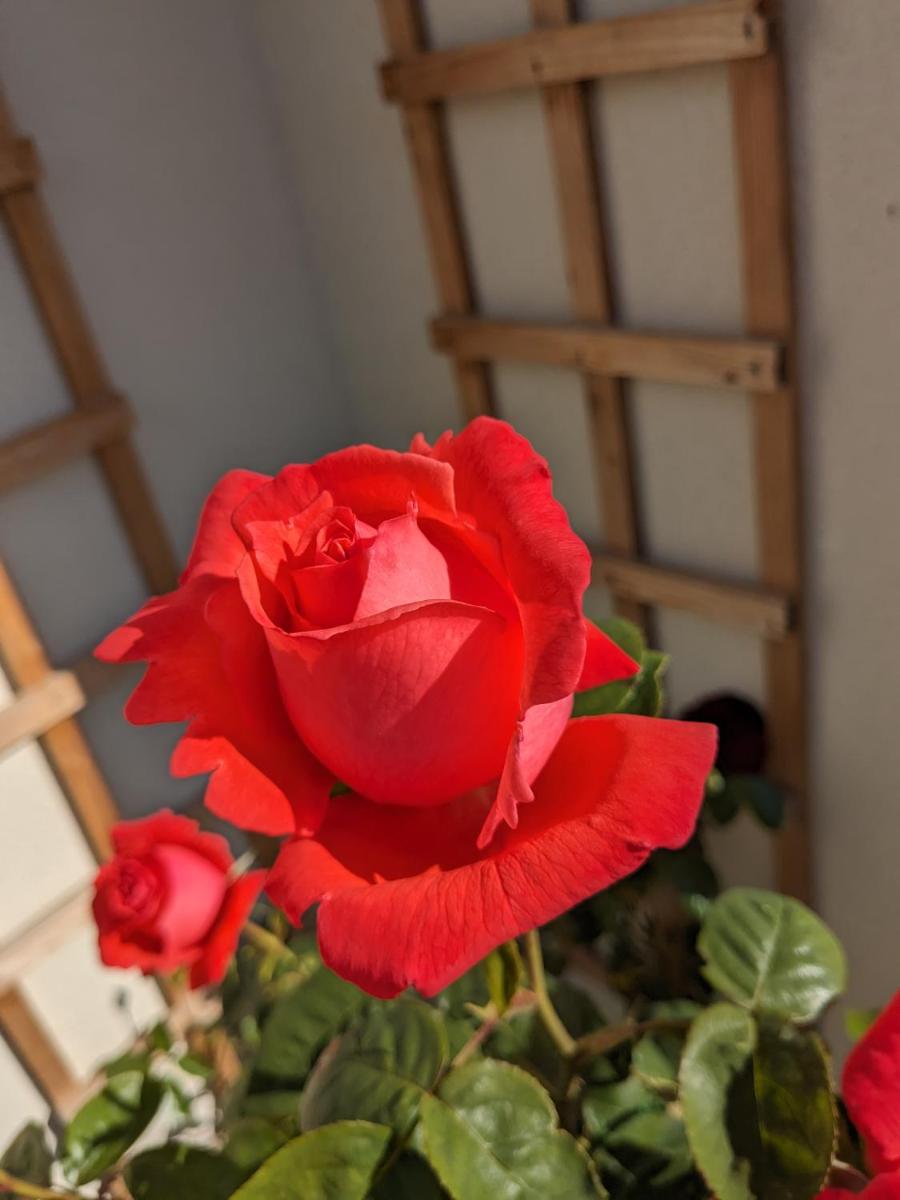 Rosegarth Bed and Breakfast - Housity