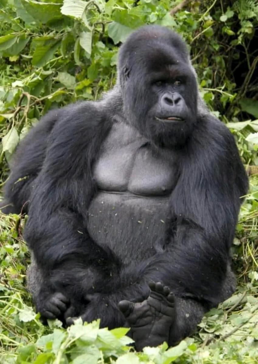 Suitetrails - 5 Days Gorilla & Wildlife Safari