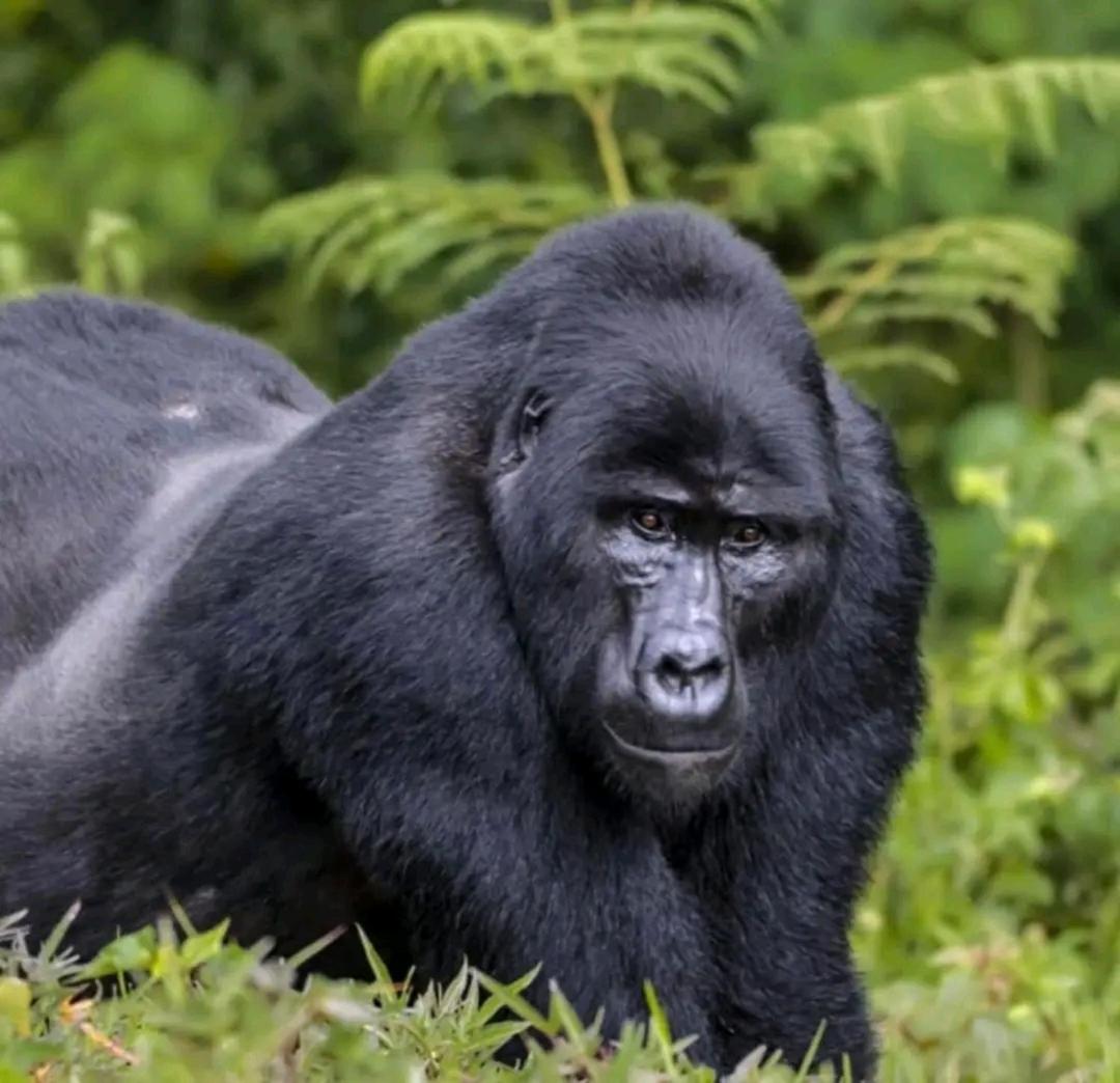 Suitetrails - 5 Days Gorilla & Wildlife Safari