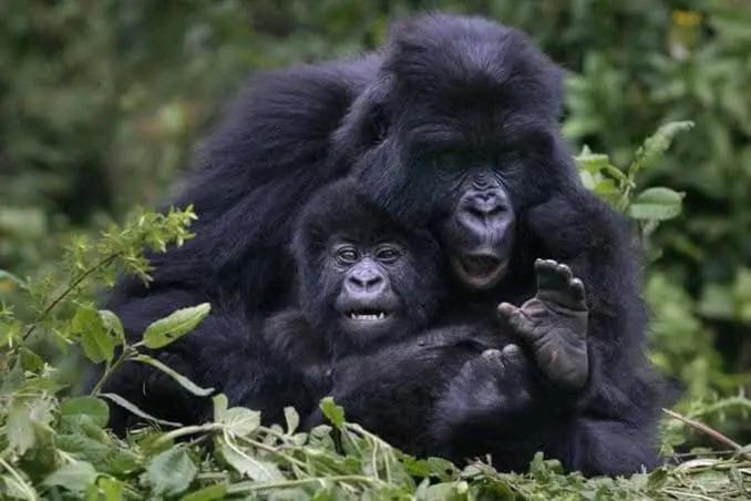 Suitetrails - 5 Days Gorilla & Wildlife Safari