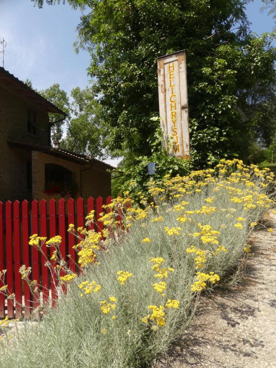 Helichrysum - Housity