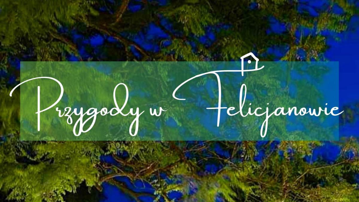 Gniazdo w Felicjanowie - Housity