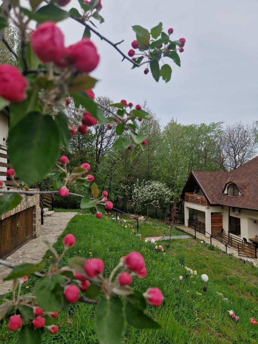 Provence Suceava - Housity