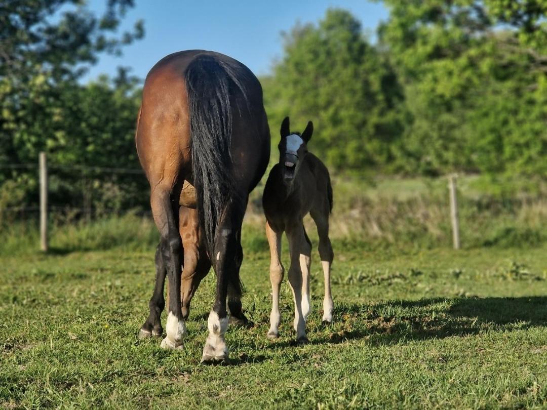 D'Lyon Stud and Sporthorses - Housity