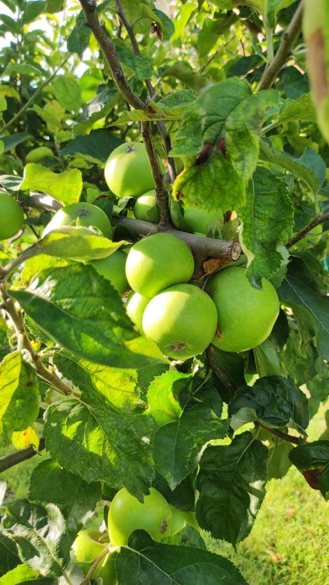 Trakata Villa Apartments - Housity