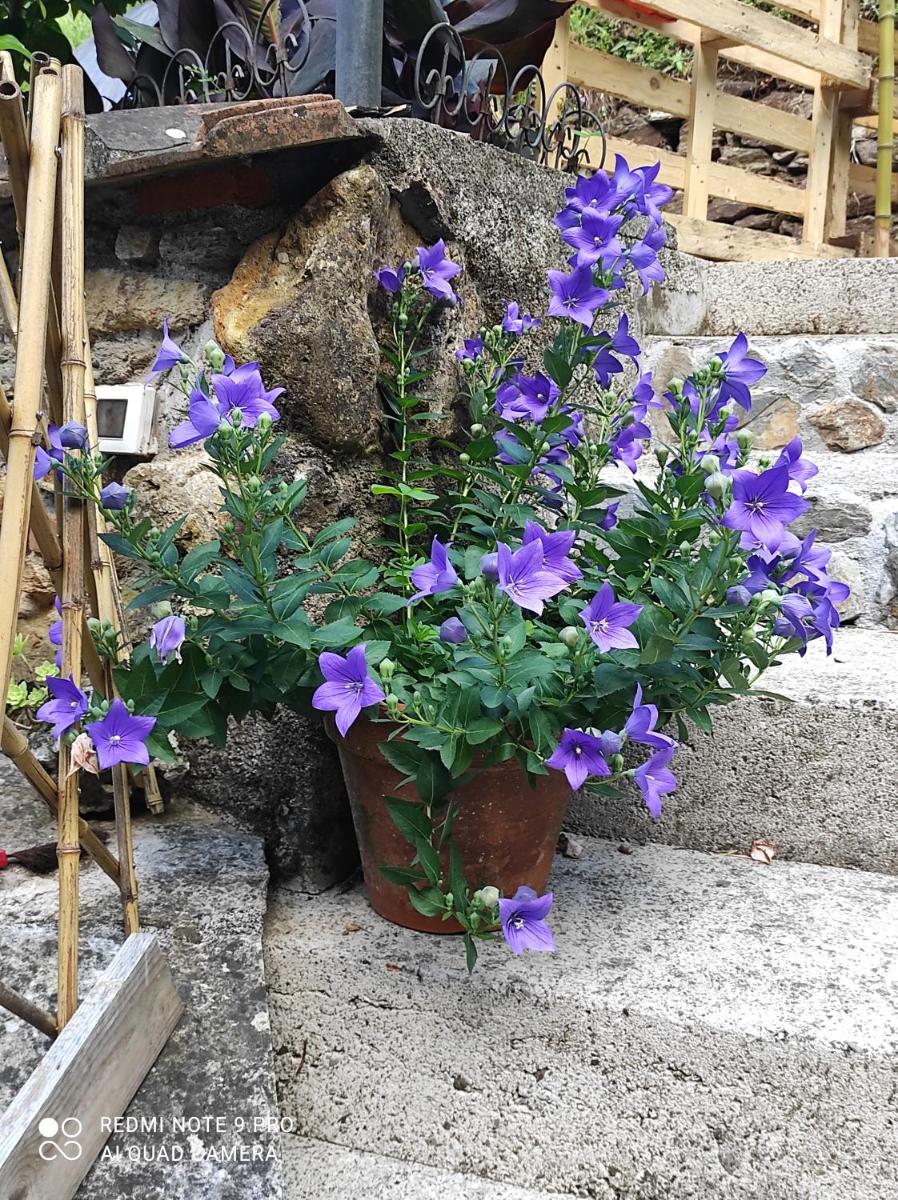 Roby house - Housity