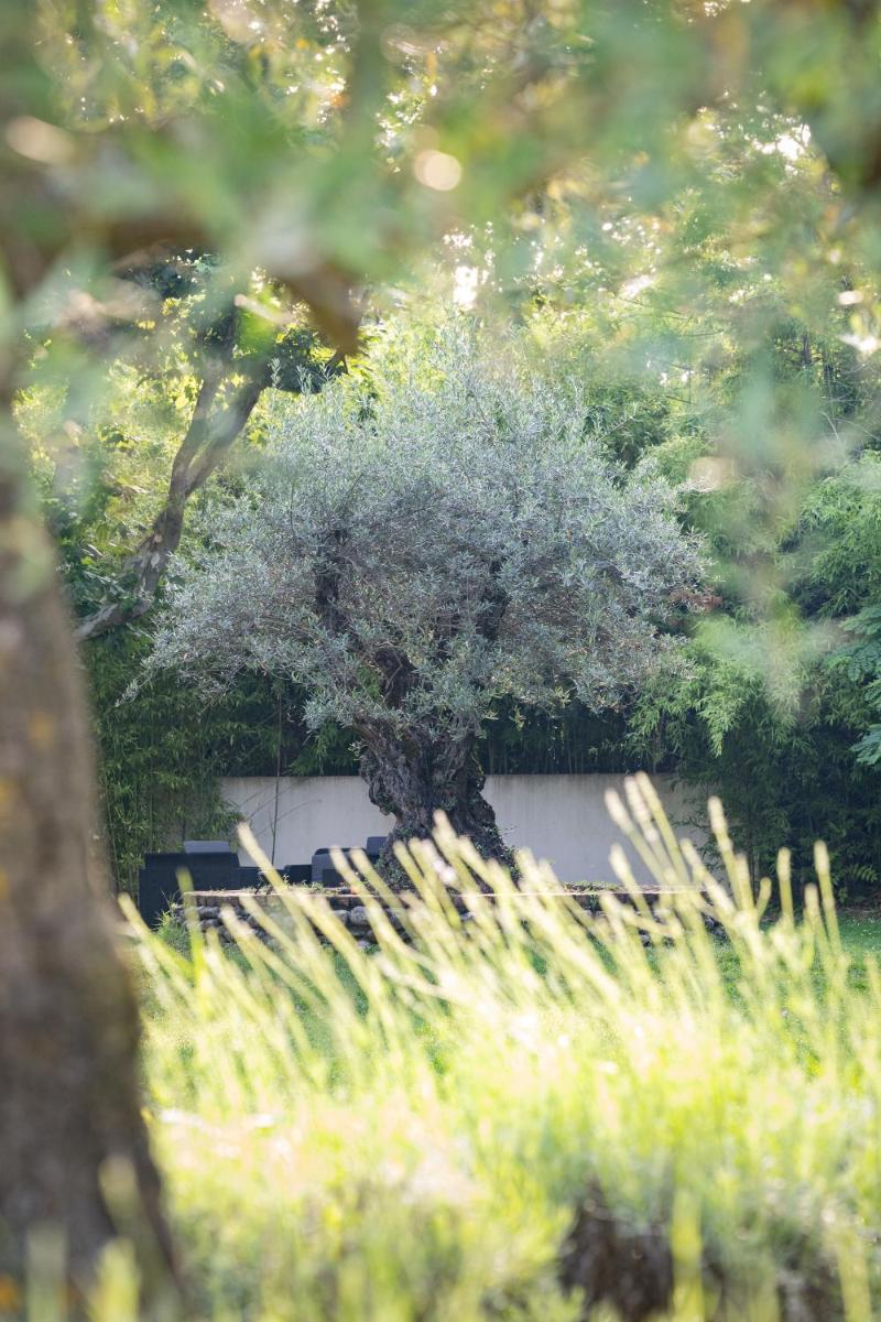 Jardin de l'établissement Logis Hotel Restaurant SPA Les Oliviers