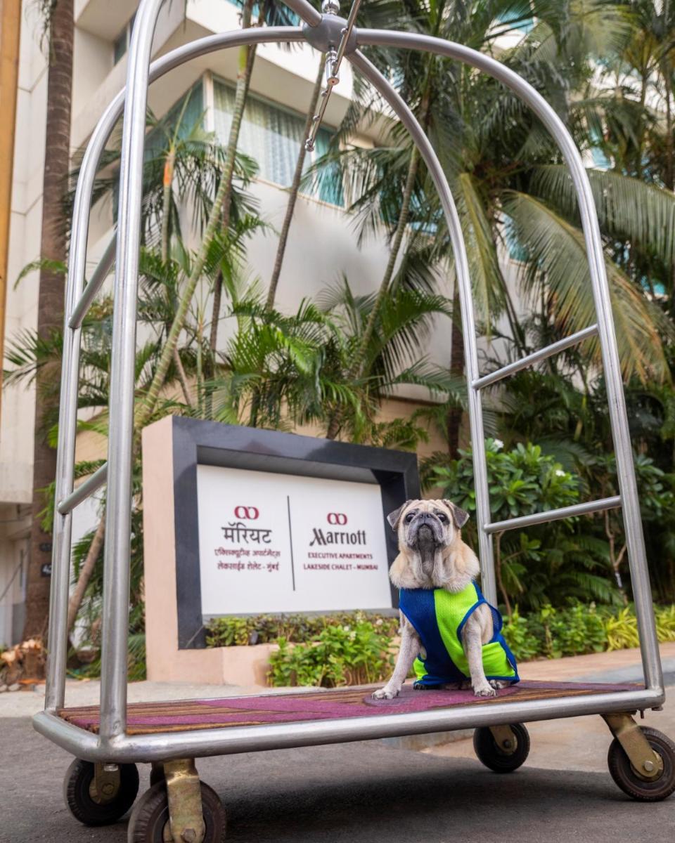 a small dog sitting on a stage in a chair at Marriott Executive Apartment - Lakeside Chalet, Mumbai in Mumbai
