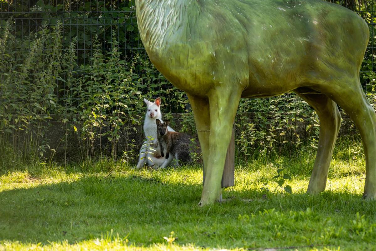 Animaux dans l'hôtel ou à proximité