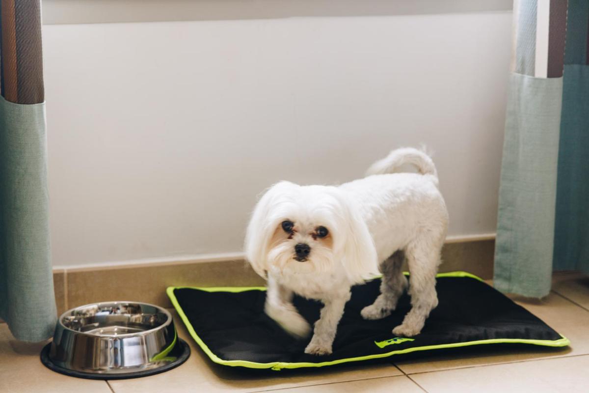 Animal ou animaux domestique(s) séjournant avec des clients dans l'établissement Hôtel Liberata & Spa