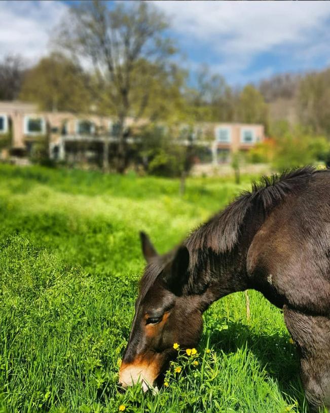 Animaux dans l'hôtel ou à proximité