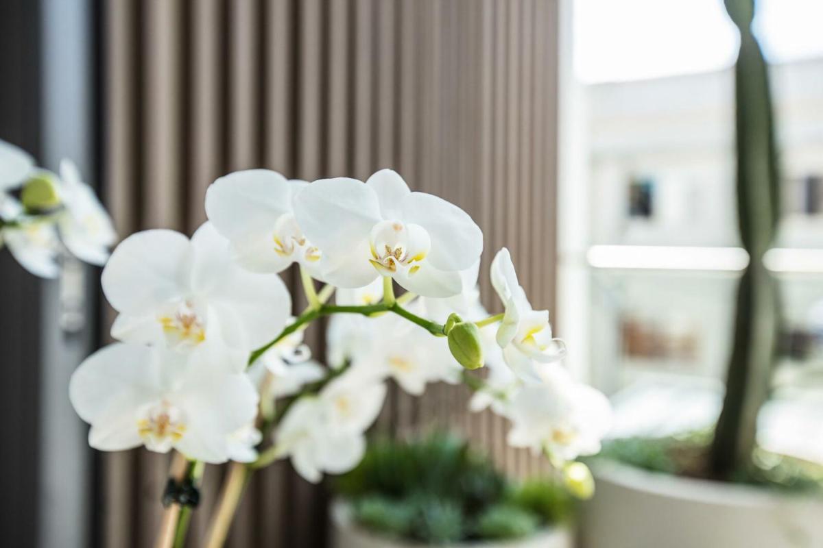 Surfside Suite Isyd - Housity