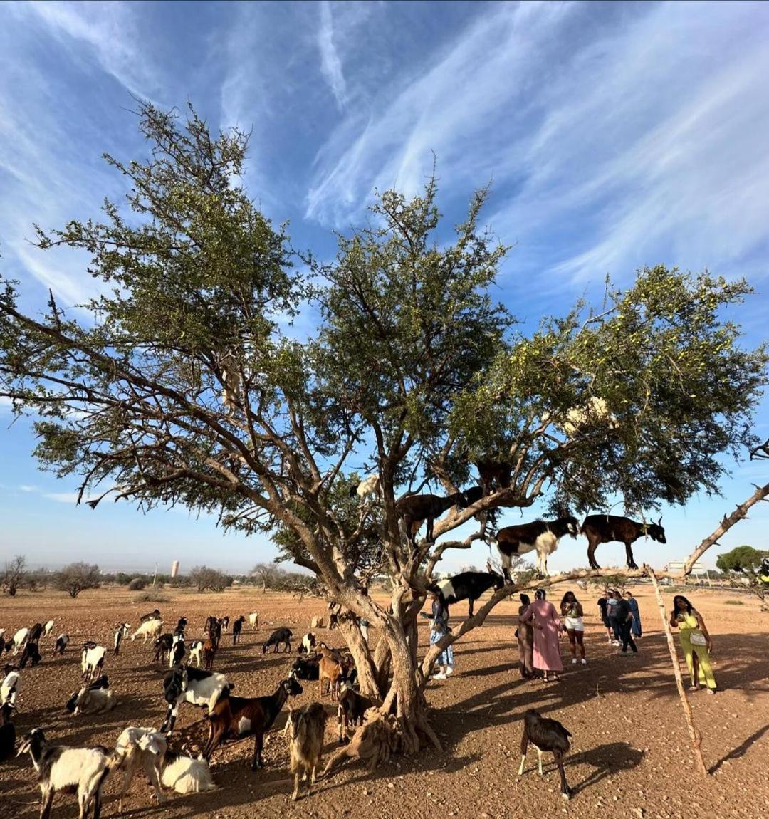 Goats on Argan Trees Experience in Agadir - Housity
