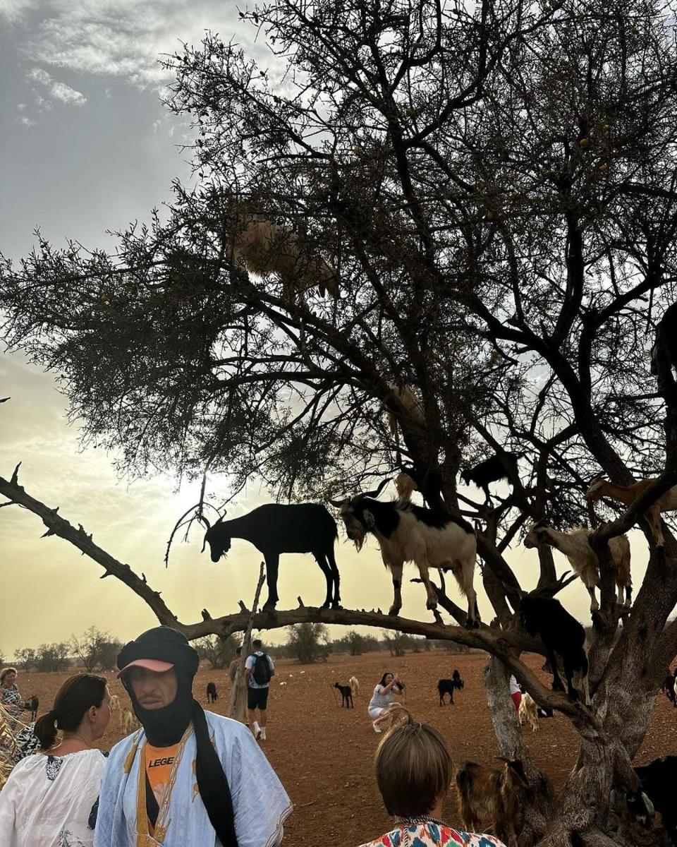 Goats on Argan Trees Experience in Agadir - Housity
