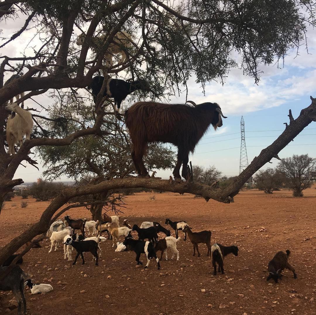 Goats on Argan Trees Experience in Agadir - Housity