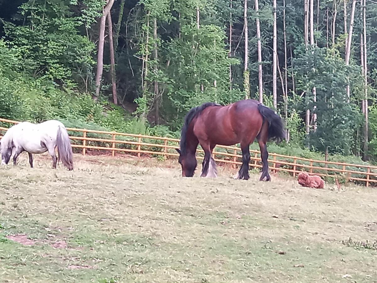 Ironbridge Lodge - Housity