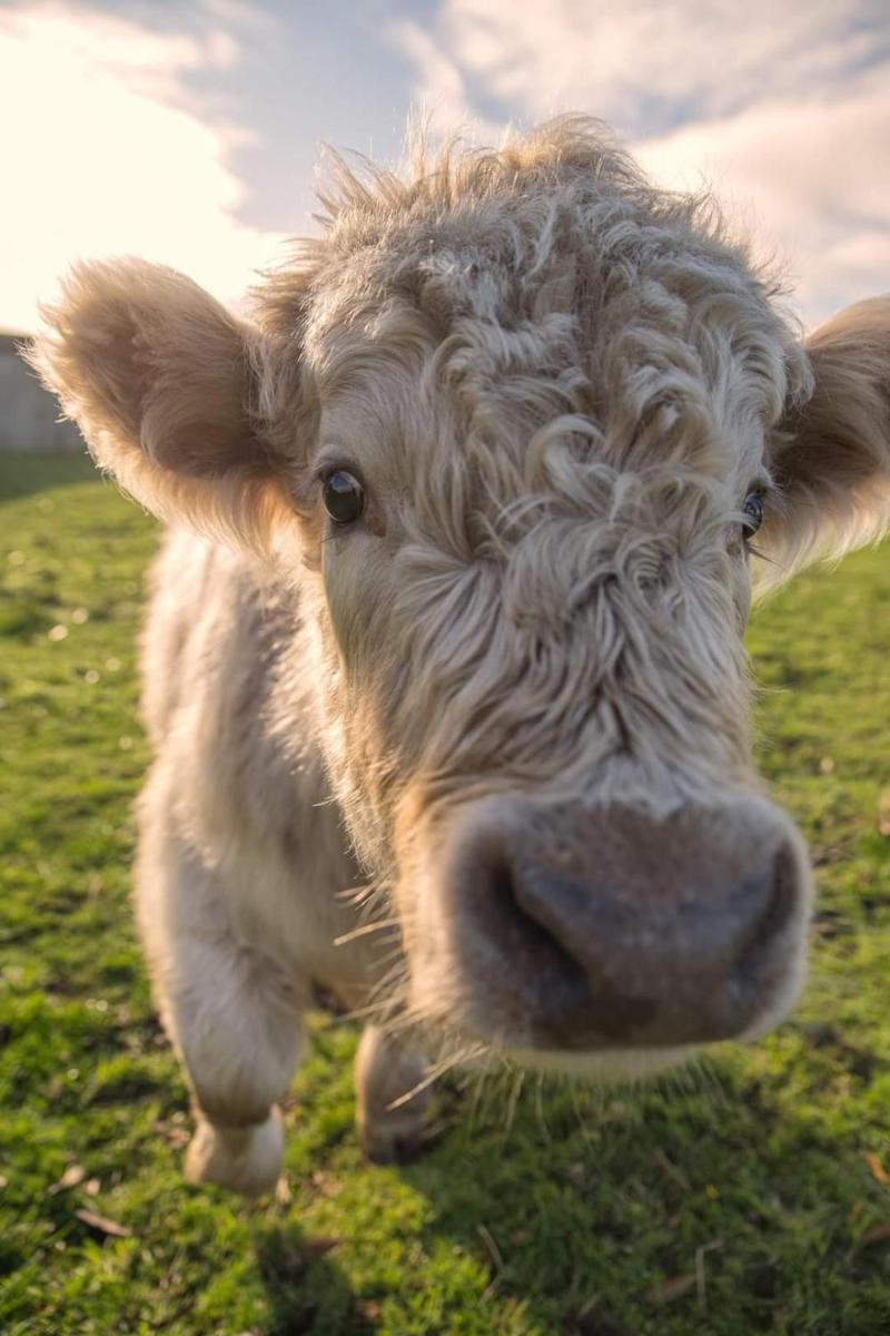 Ruby's Cottage Farm Stay - Housity