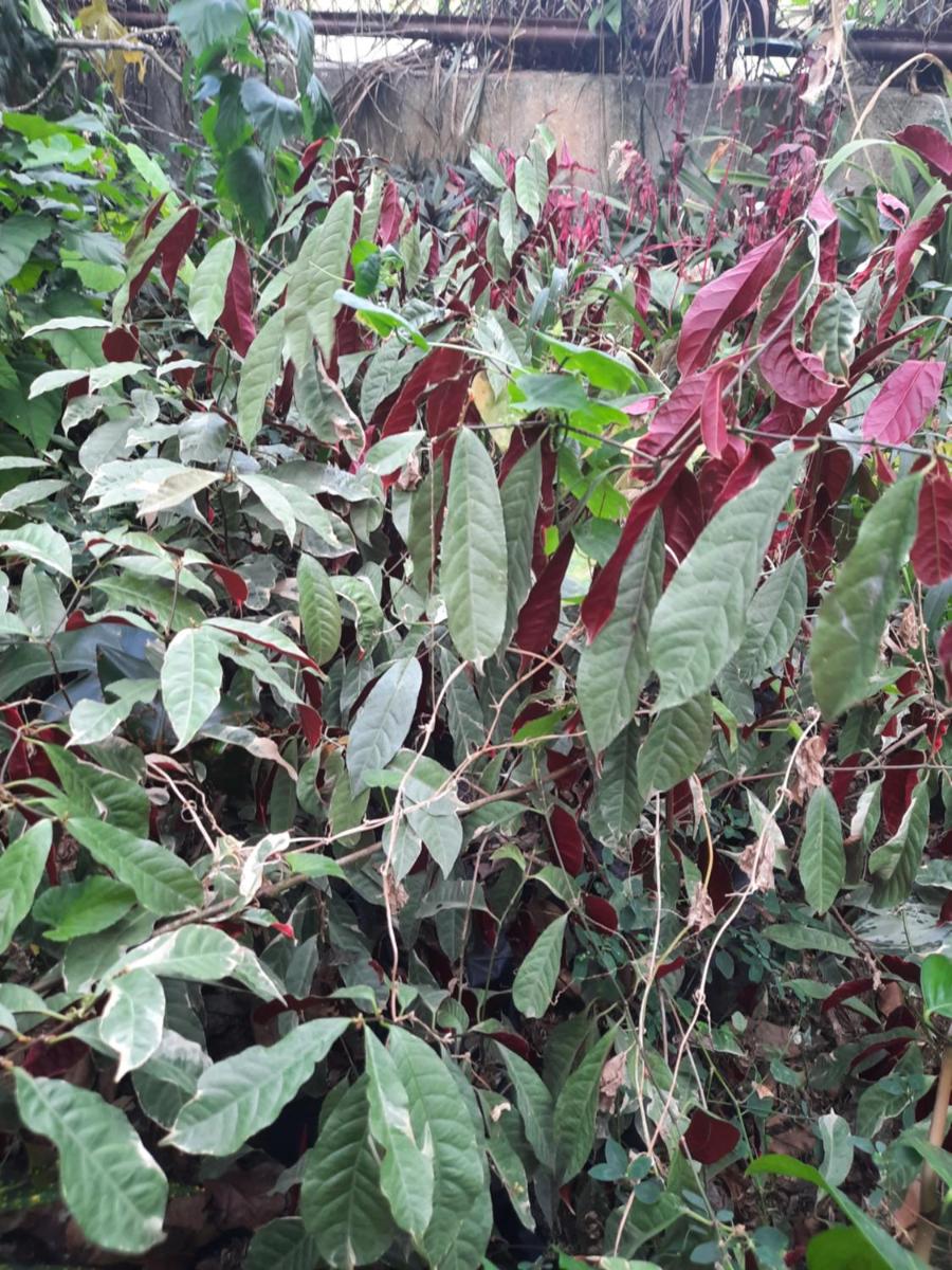 Villegas Organics and Hobby Eco-Tourism Farms - Housity