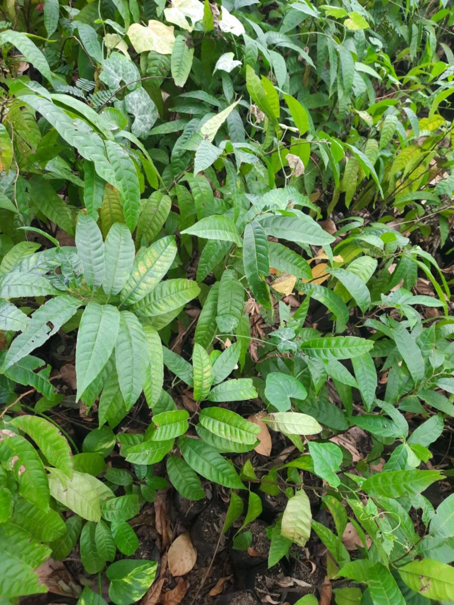 Villegas Organics and Hobby Eco-Tourism Farms - Housity