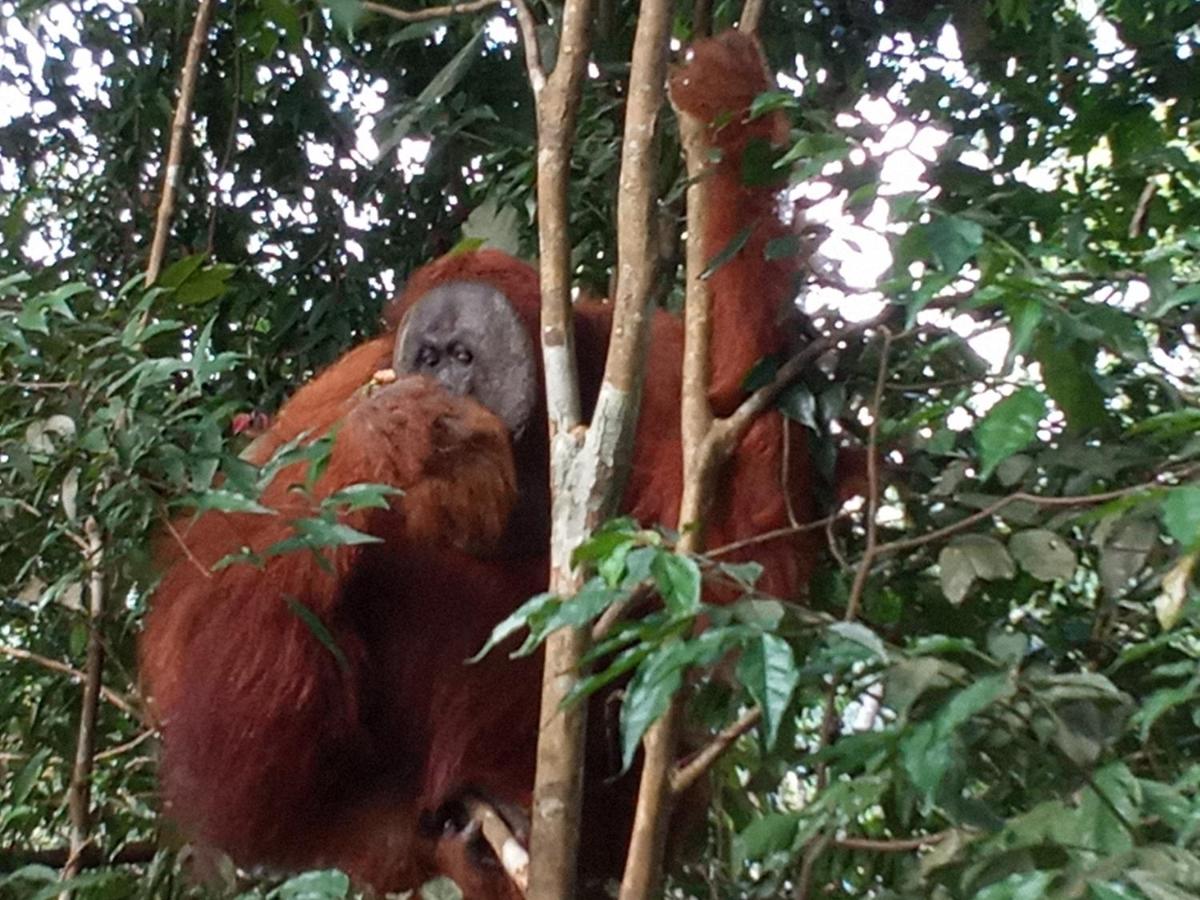Jungle treking &amp; Jungle Tour booking with us only stay here - Housity
