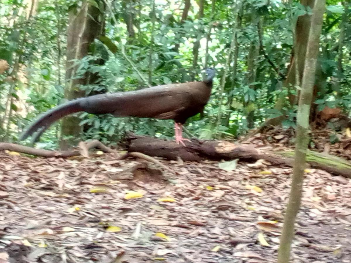 Jungle treking & Jungle Tour booking with us only stay here - Housity