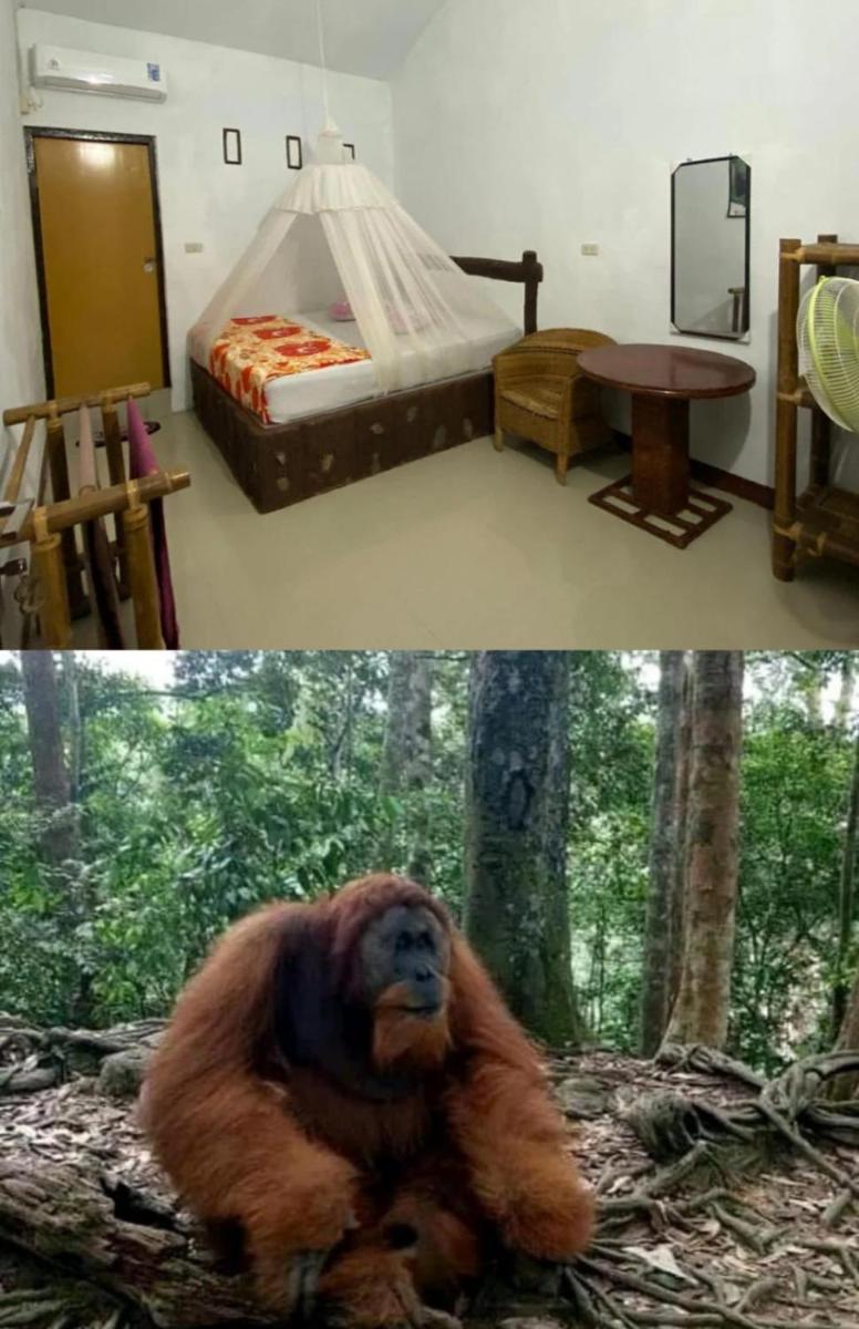 Brown Bamboo Guest house & trekking bukit Lawang - Housity