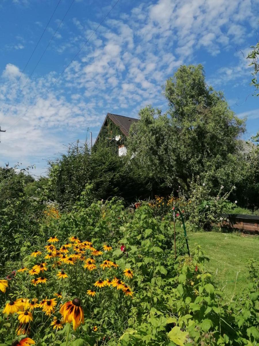 Dziewanna - Housity