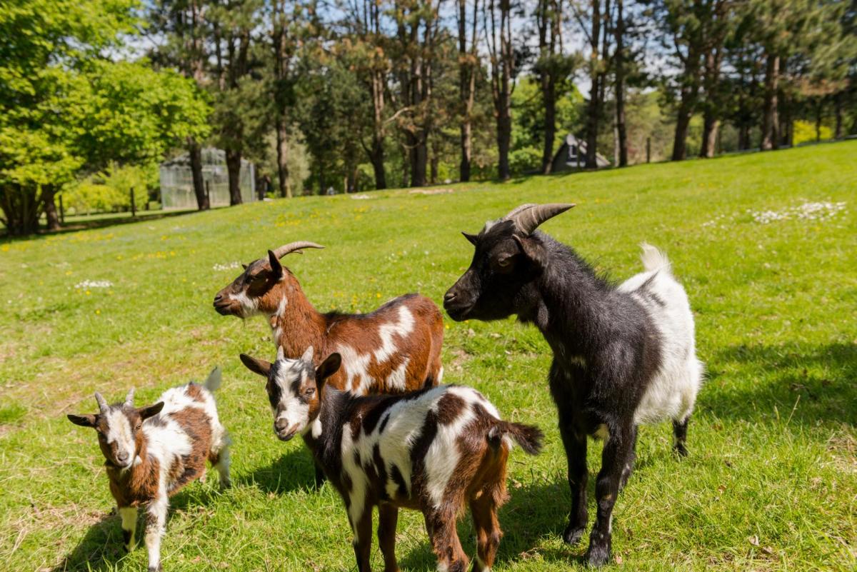 Animaux dans l'hôtel ou à proximité
