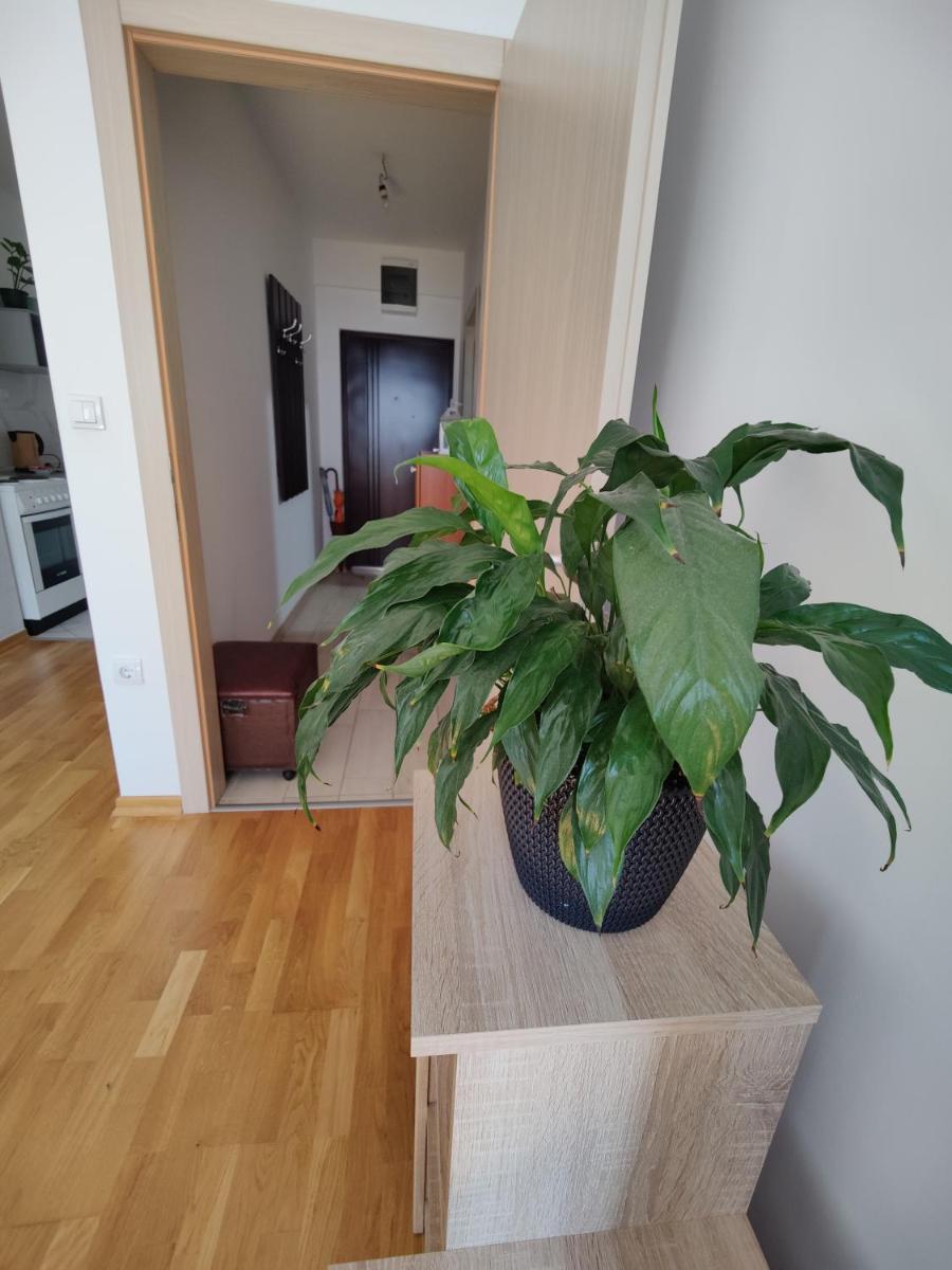 Apartman Aleksic - Housity
