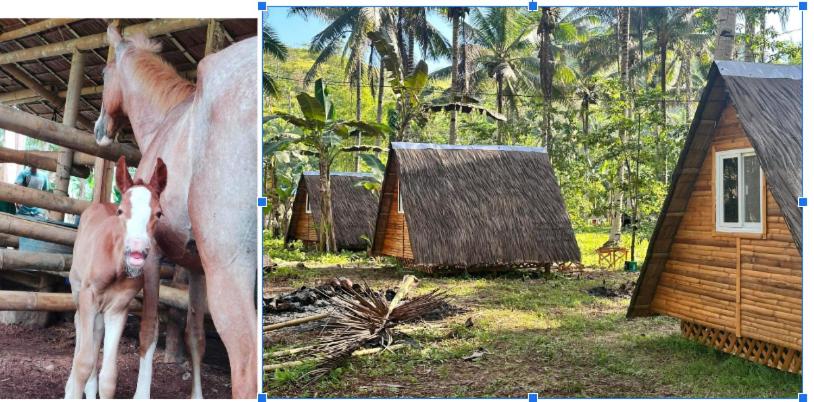 GGG Family HORSE Farm - Housity