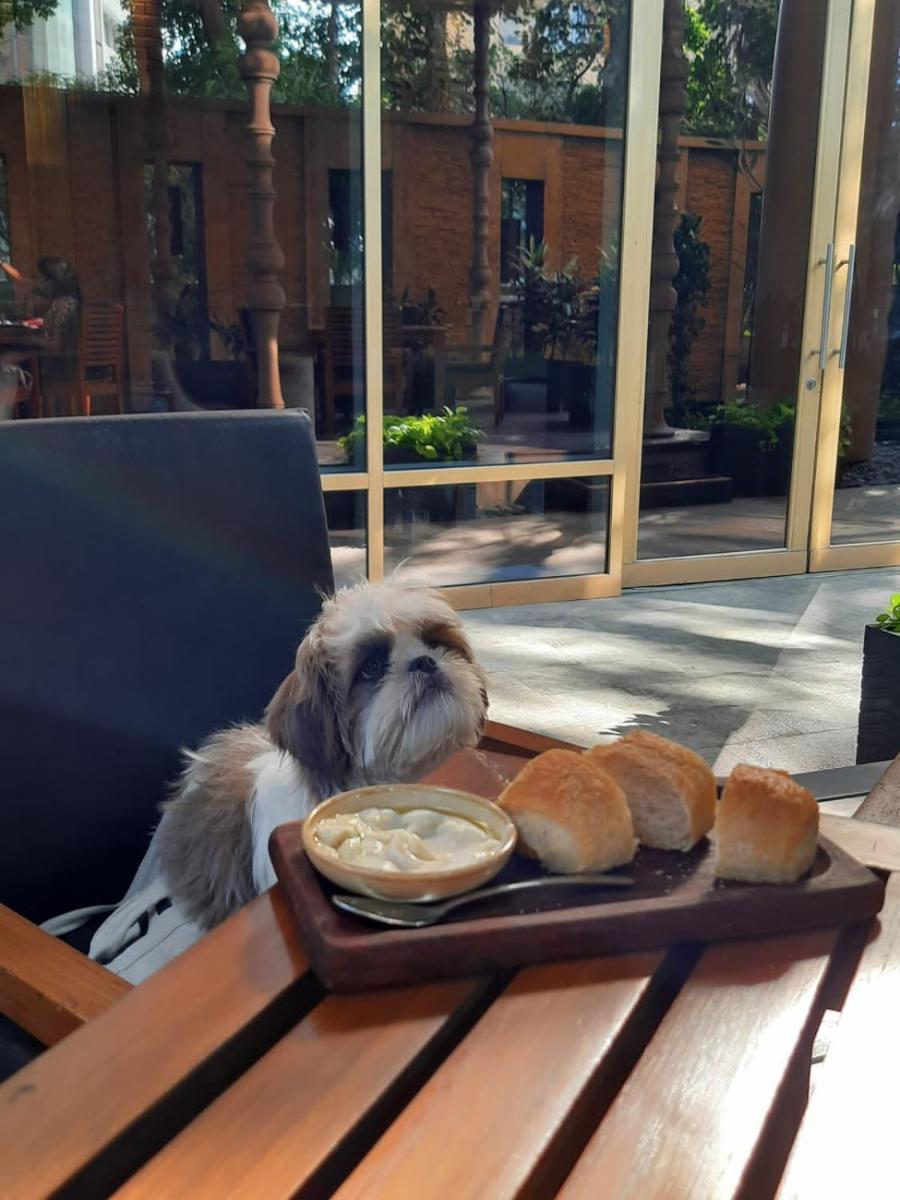 a dog laying on a table with a plate of food at Hyatt Regency Pune Hotel & Residences in Pune