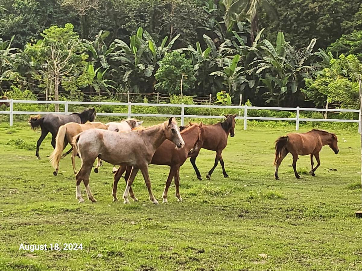 GGG Family HORSE Farm - Housity