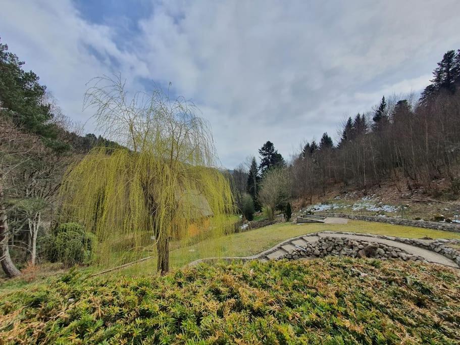 L'araucaria - Housity