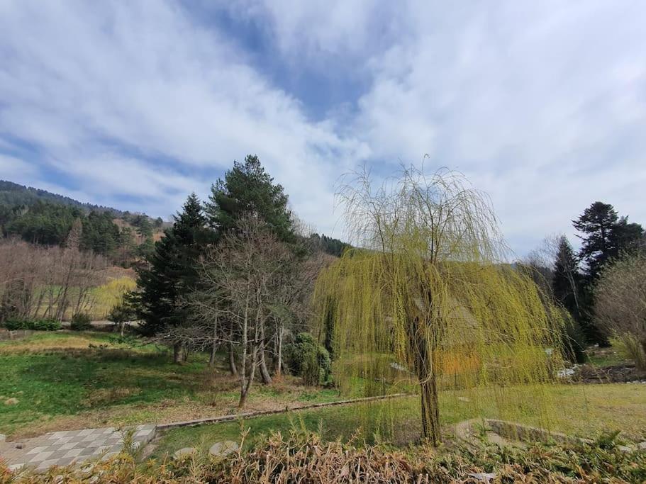 L'araucaria - Housity