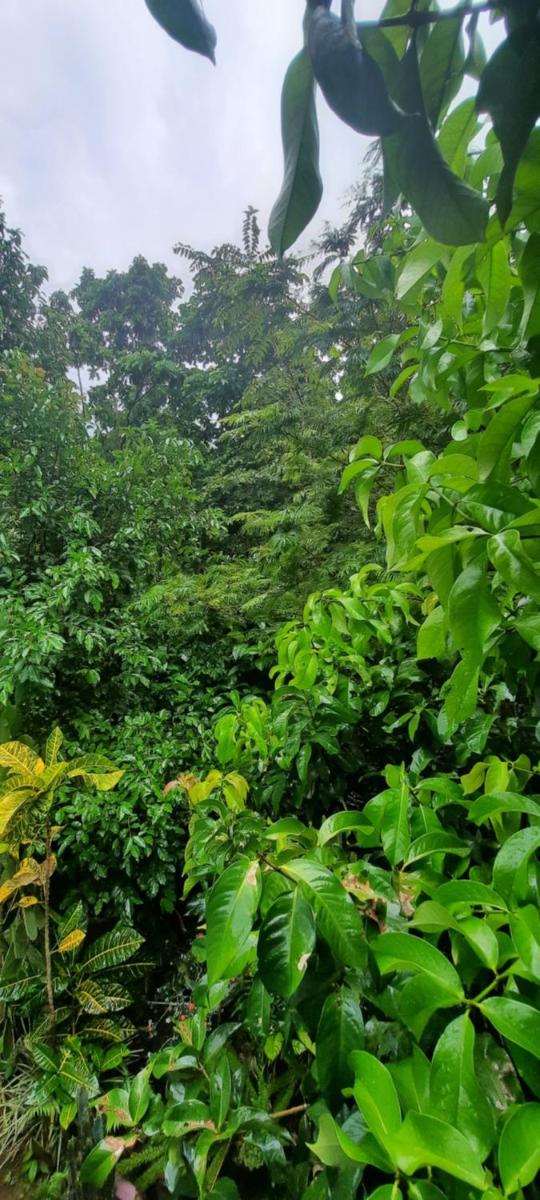 Cabaña bosque verde - Housity