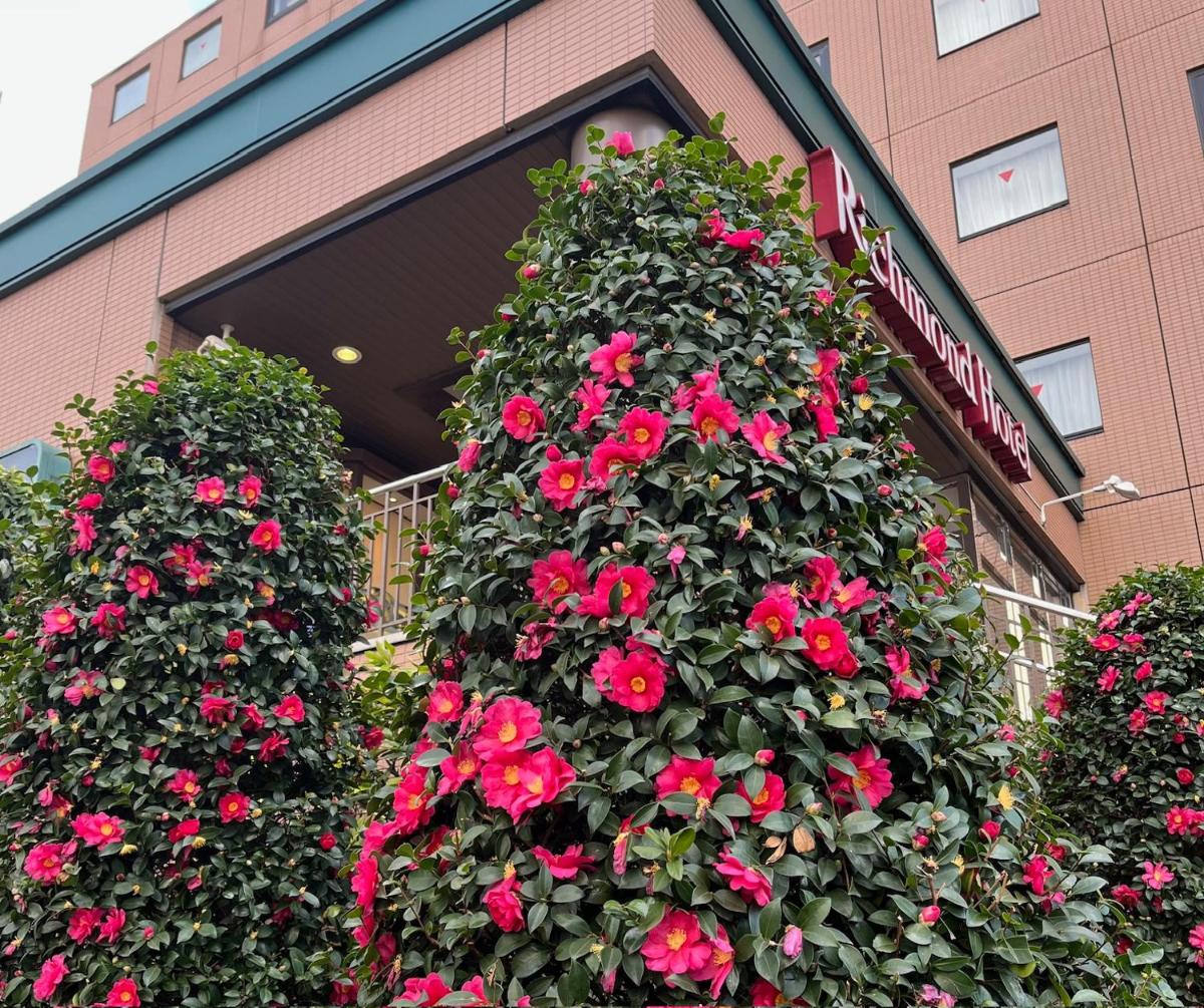 Richmond Hotel Tokyo Musashino - Housity