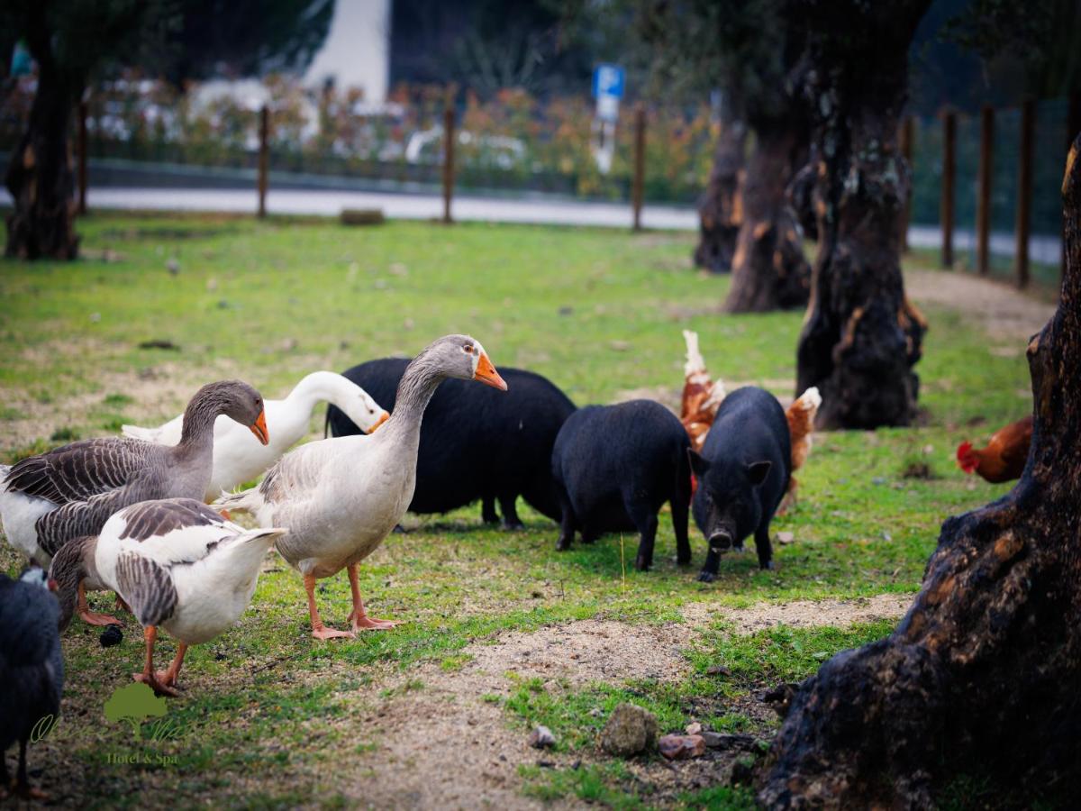 Animais no hotel ou nos arredores