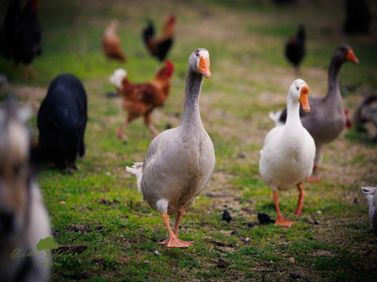 Animais no hotel ou nos arredores