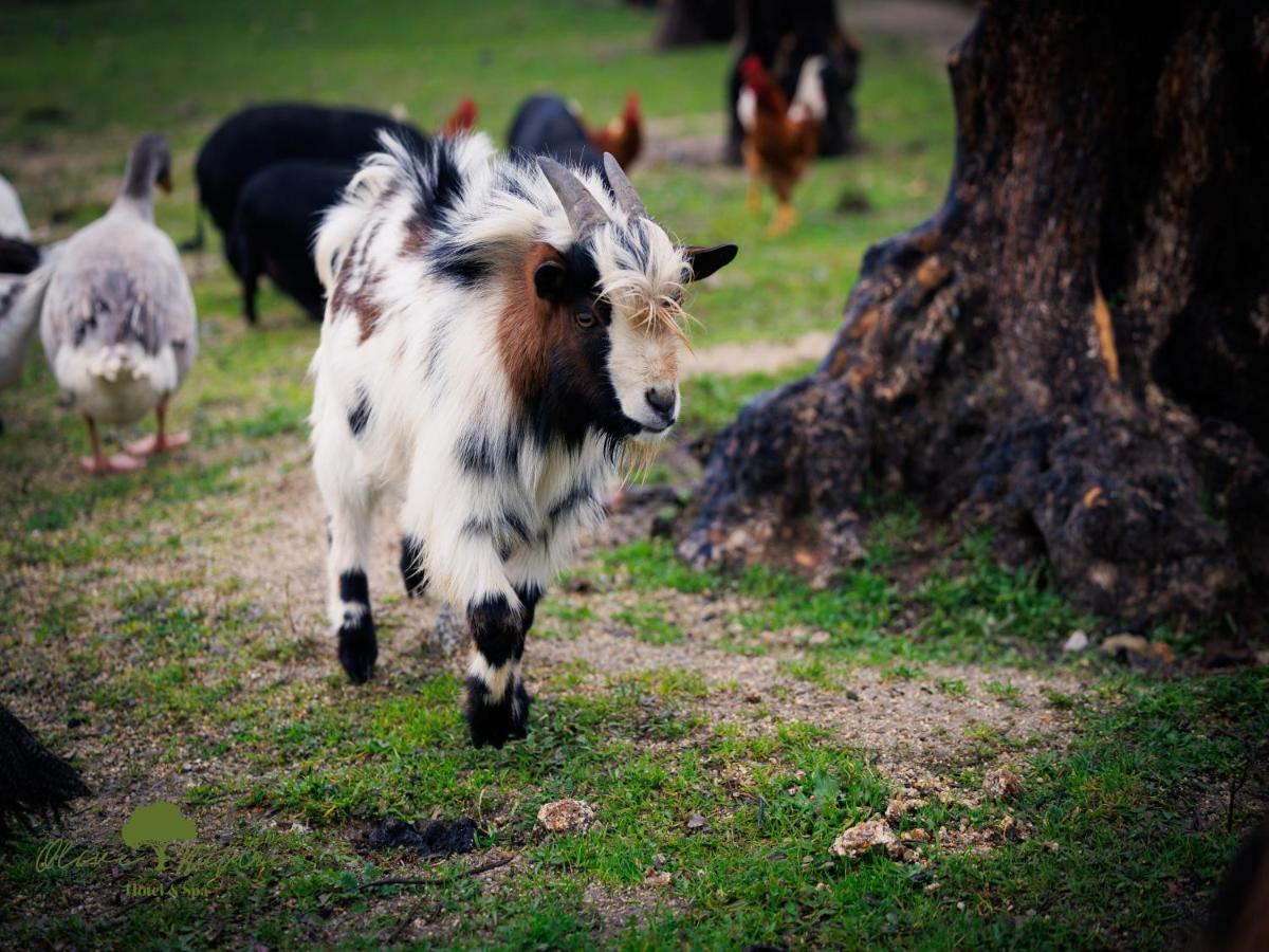 uma vaca correndo em um campo com outros animais em Olive Nature Hotel & SPA - Quinta Valle de Passos em Valpaços