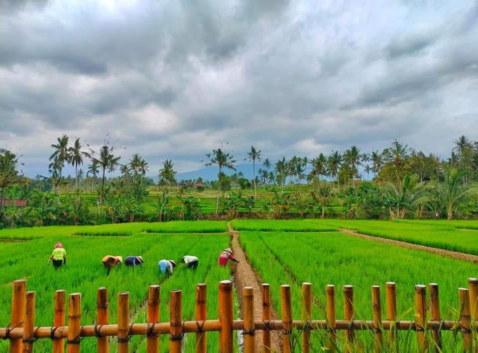 Sawah Ijen - Housity