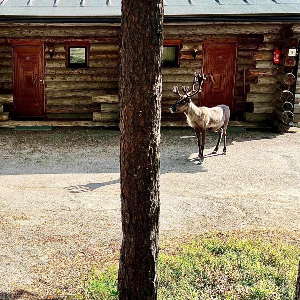 Arctic Lodges Lapland Ski In Family Studio, Wi-Fi, National Park - Lapland Villas - Housity