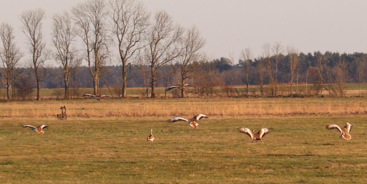 Naturferienhof Märkisch Luch - Trapphahn - Housity