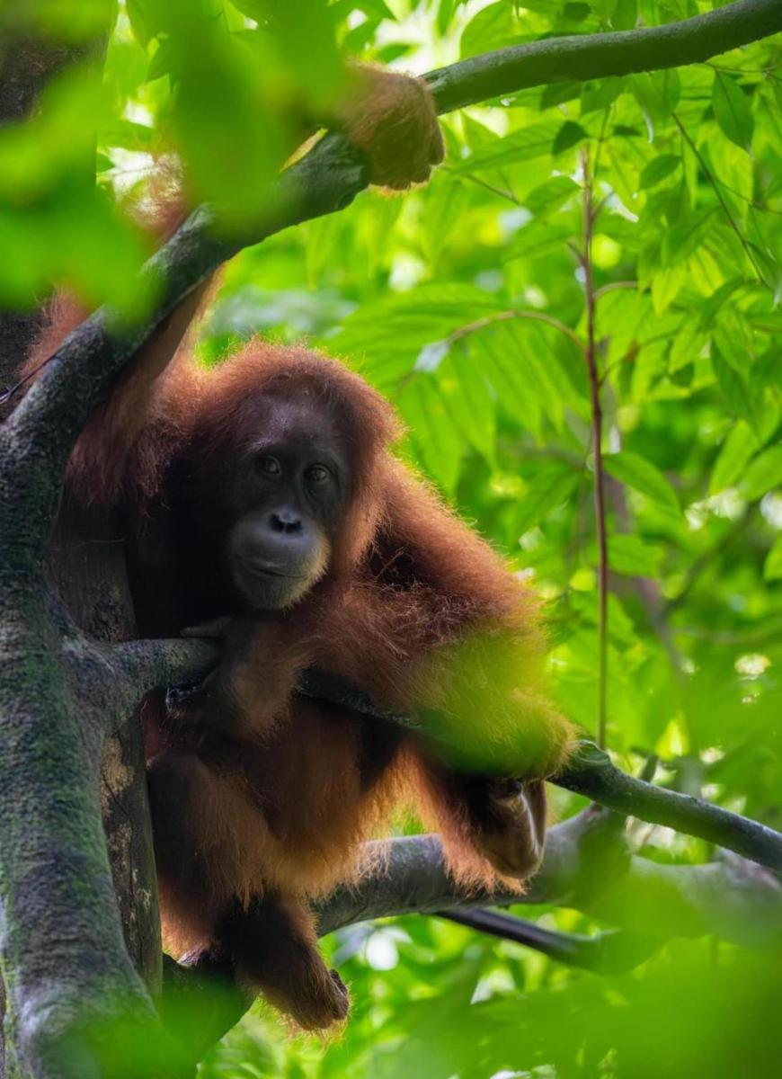 Sumatra Jungle Trek In & Orangutan Trips - Housity
