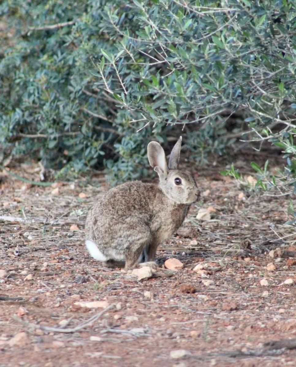 Animales en el hotel o alrededores