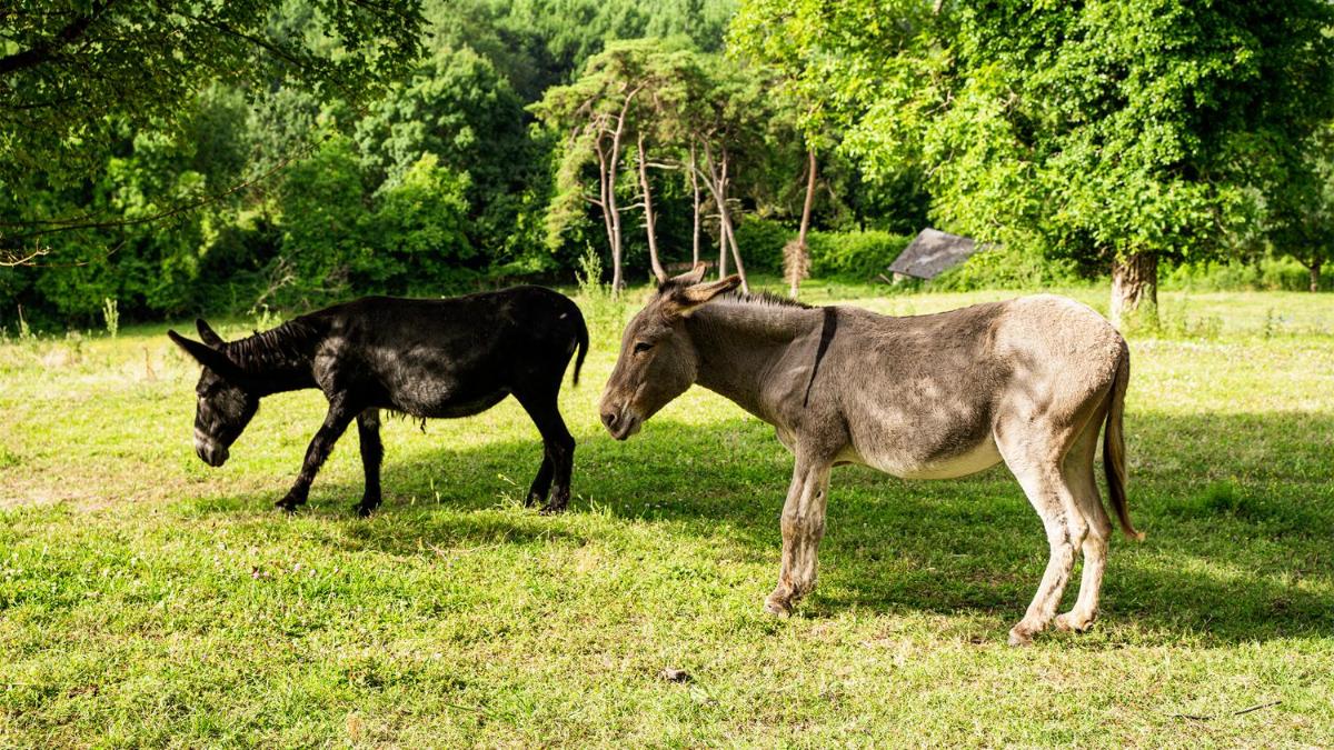 Animaux dans l'hôtel ou à proximité