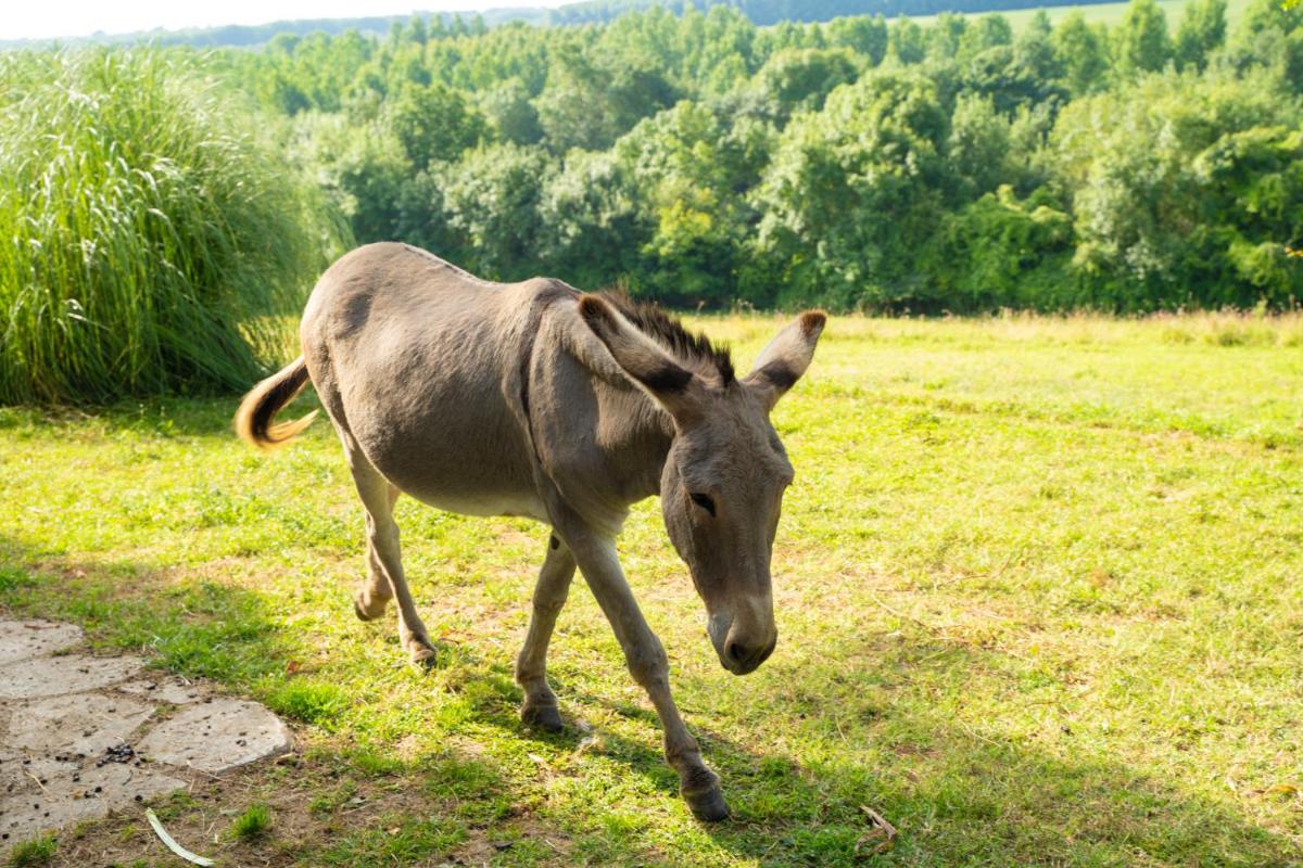 Animaux dans l'hôtel ou à proximité