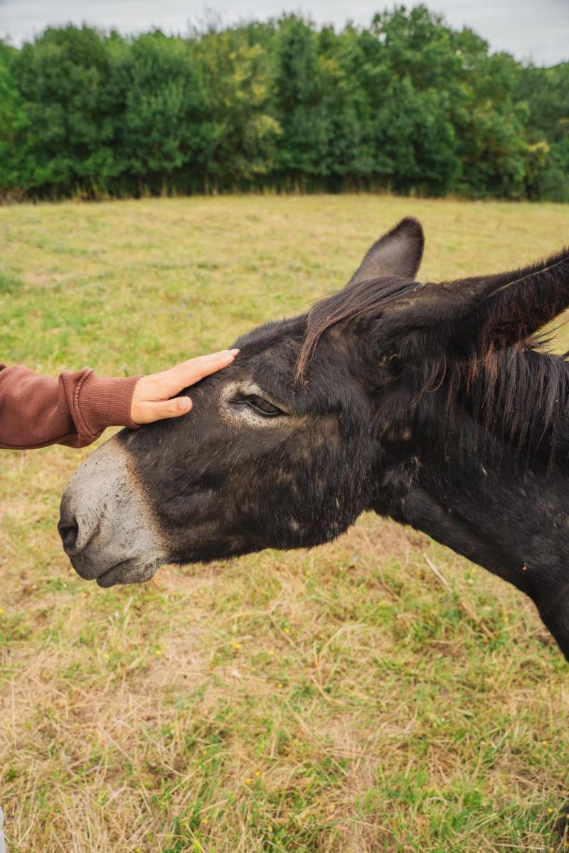 Animaux dans l'hôtel ou à proximité